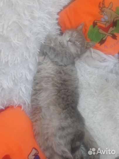 Селкирк-рекс