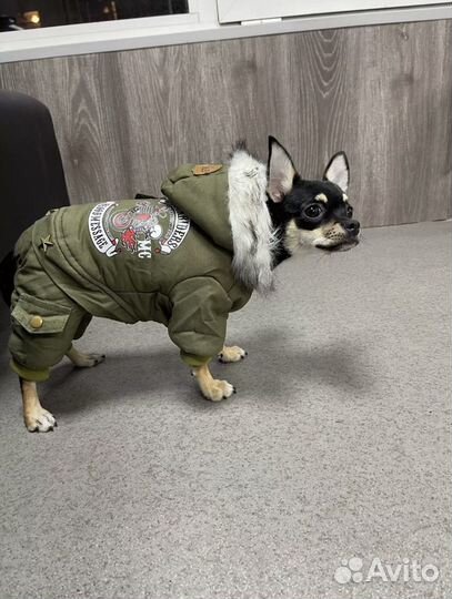 Одежда для собак и кошек