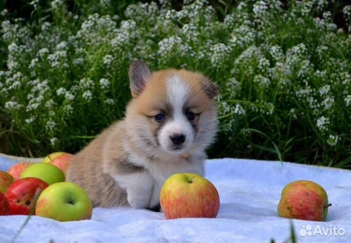Вельш-корги пемброк щенки