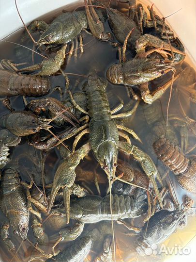 Рак живой и Живец приманка