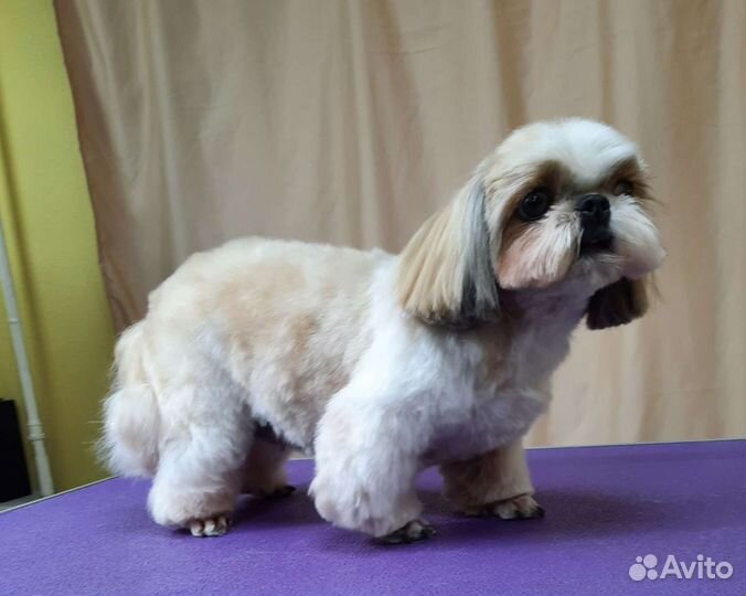 Стрижка, груминг собак