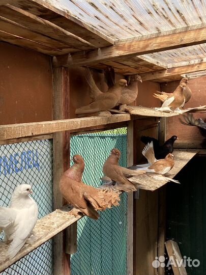 Продажа голубей
