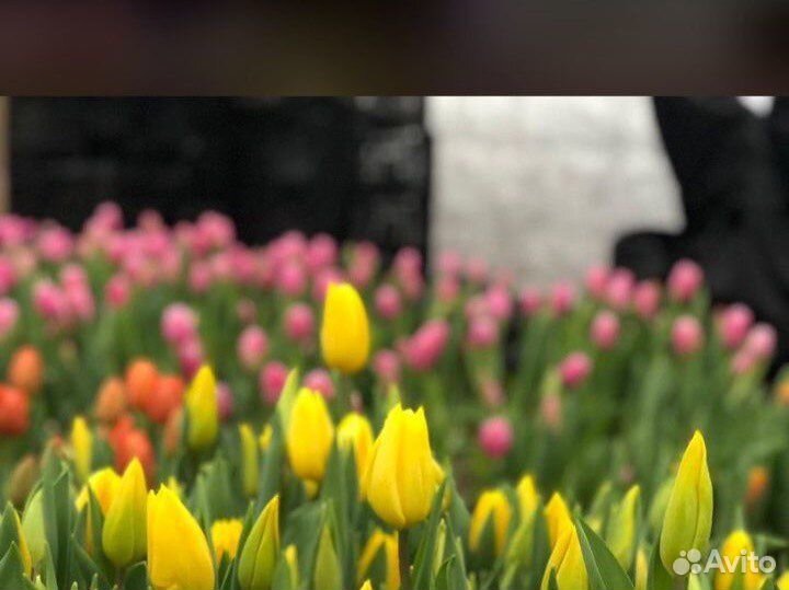 Тюльпаны к 8 марта оптом