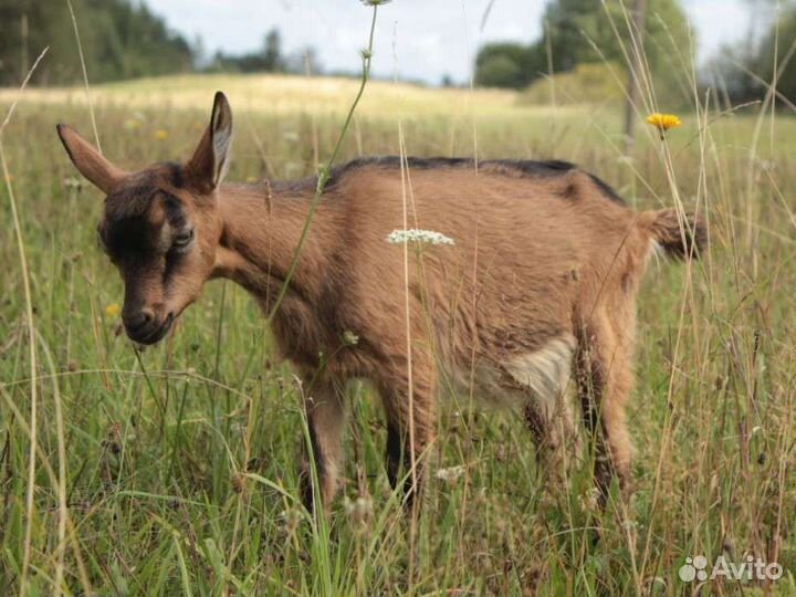 Козочки и козлята
