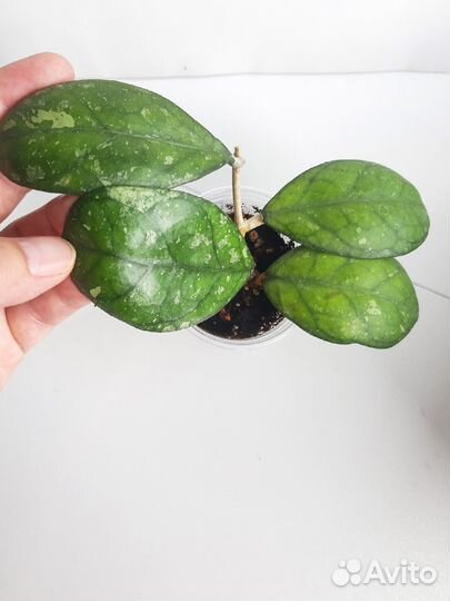 Хойи разные