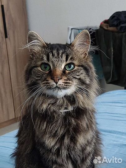 Ласковый кот в добрые руки