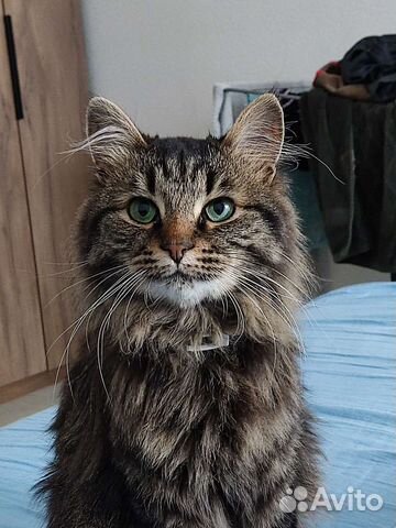 Ласковый кот в добрые руки