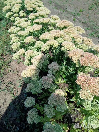 Шалфей дубравный вероника гортензия ясколка ирисы