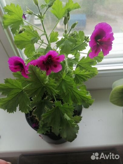 Пеларгония королевкая