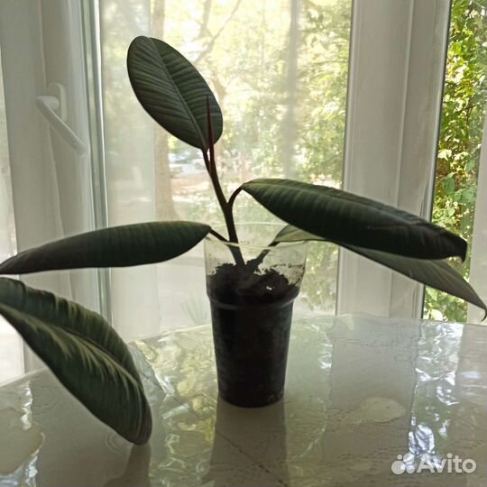 Монстера,фикус, олеандр