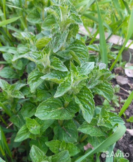 Рассада мяты