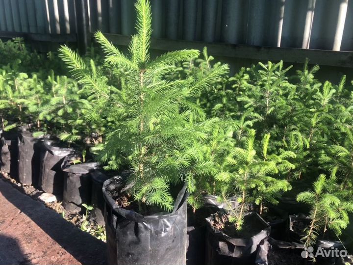 Саженцы ели. Ель живая зелёная