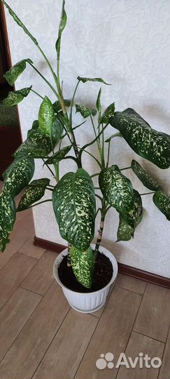 Диффенбахия растение