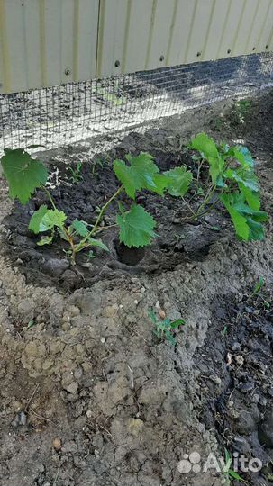 Саженцы винограда сорт Молдова