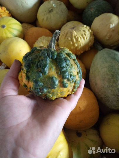 Тыква декоративная