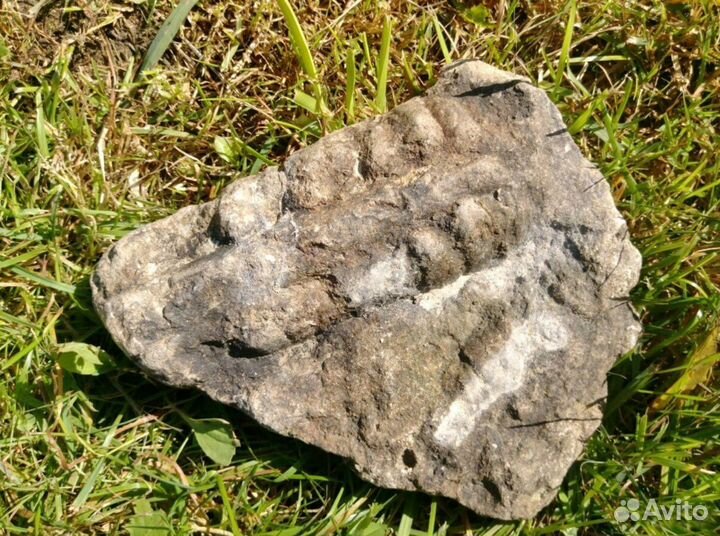 Окаменелость для аквариума/террариума/инсектария