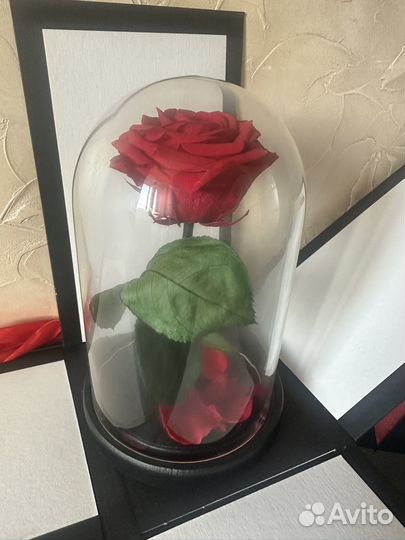 Вечная роза в колбе