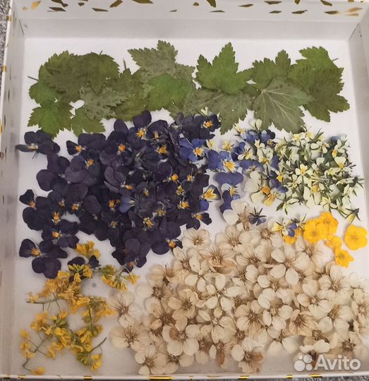 Набор сухоцветов
