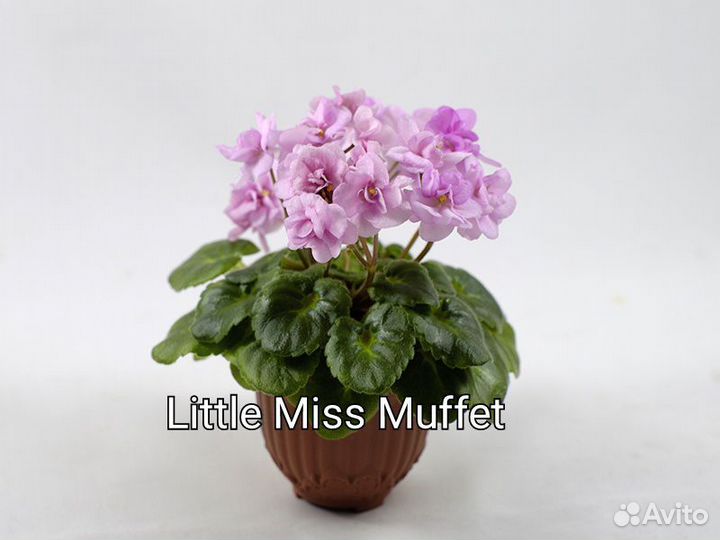 Фиалка мини