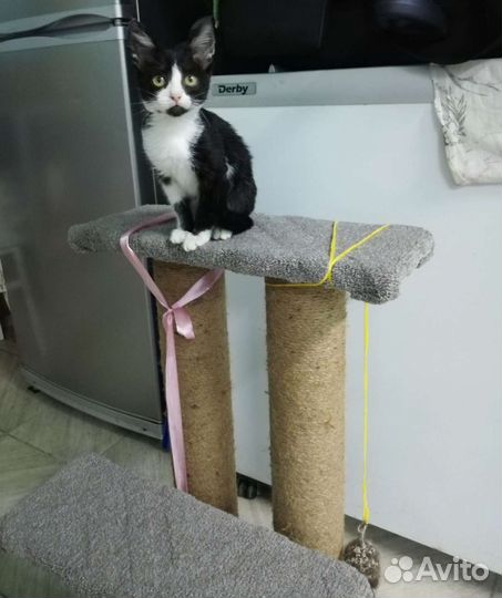 Котёнок Мила