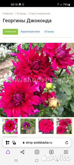 Георгин Джоконда