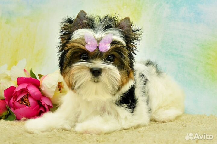 Бивер йорк девочка