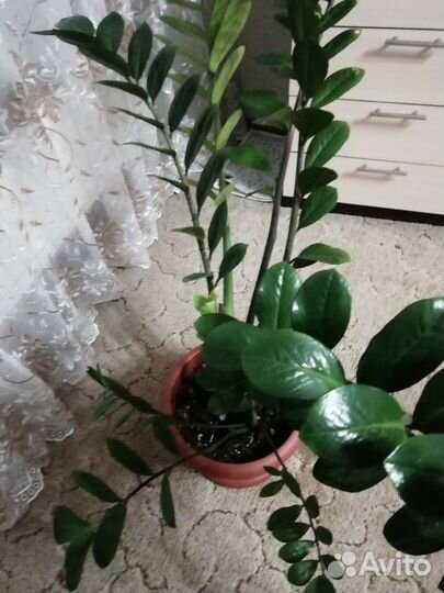 Замиокулькас