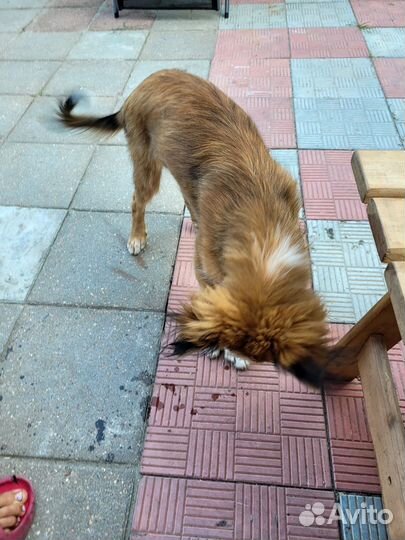 Щенок в добрые руки