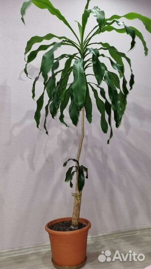 Пальма юкка