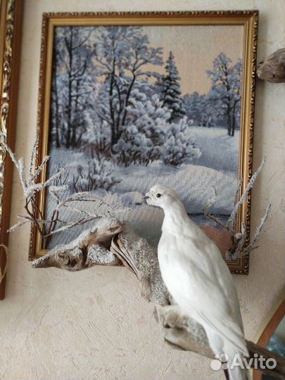 Белая куропатка