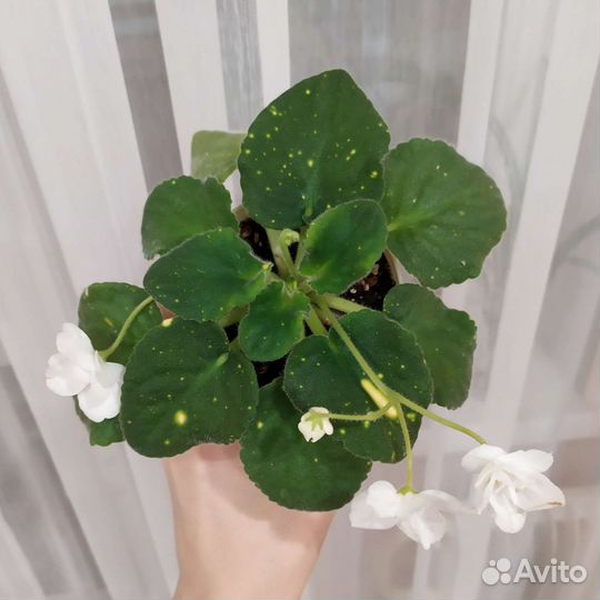 Сортовая фиалка шн - Космическая Фея