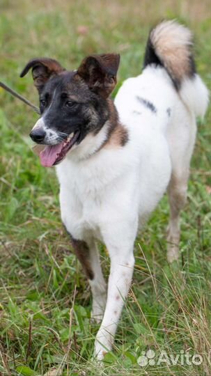 Генри, собака в хорошие руки