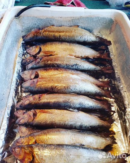 Продажа омуля