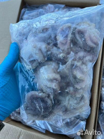 Оптом Осьминожки молодые