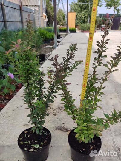 Барбарис тунберга