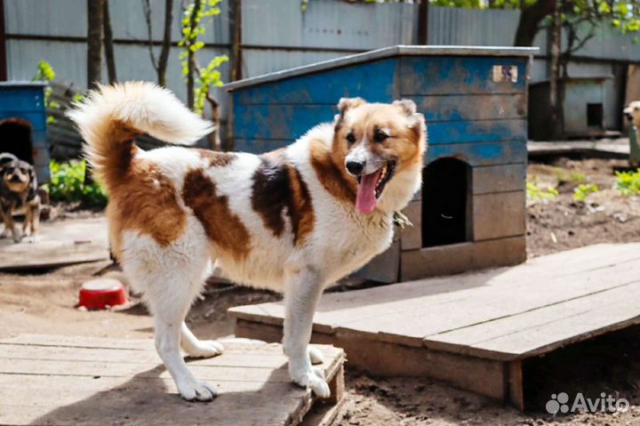 Солнечная собачка