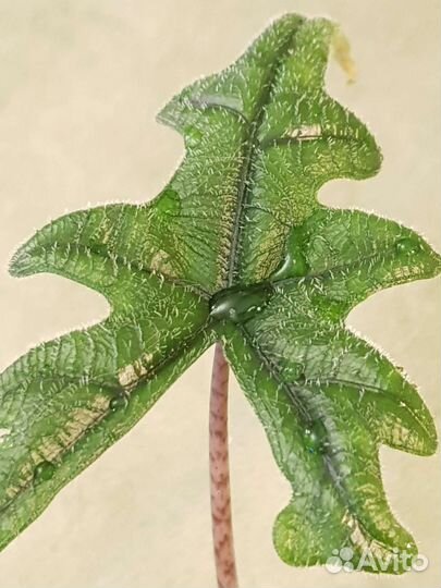 Алоказия Жаклин (A. Jacklyn)