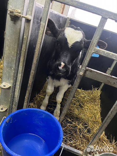 Отборные телята бычки быстрая доставка