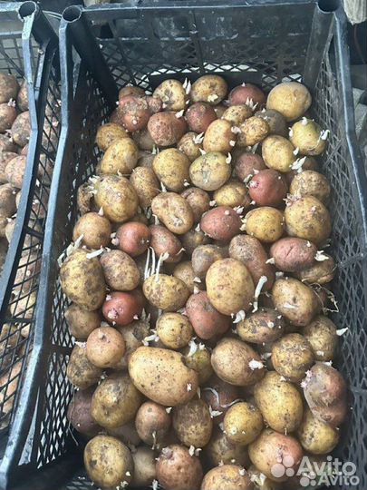 Семенной картофель