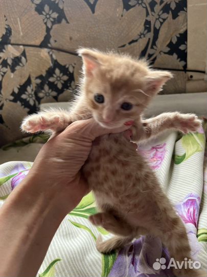 Рыжий котенок мальчик