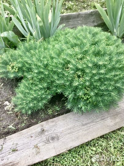 Молочай кипарисовый