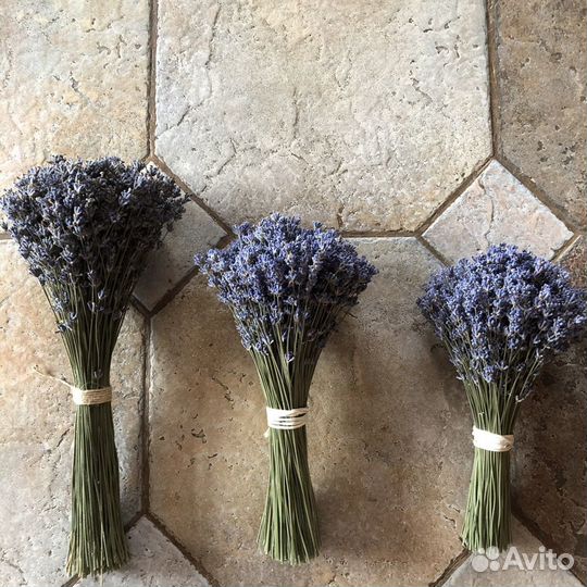 Лаванда сухоцвет