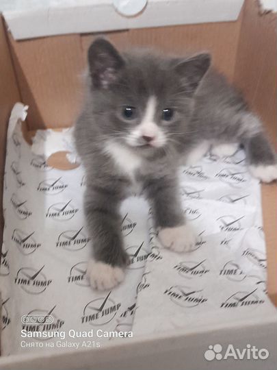 Отдам котят