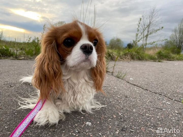 Кавалер Кинг чарльз спаниель взрослая девочка