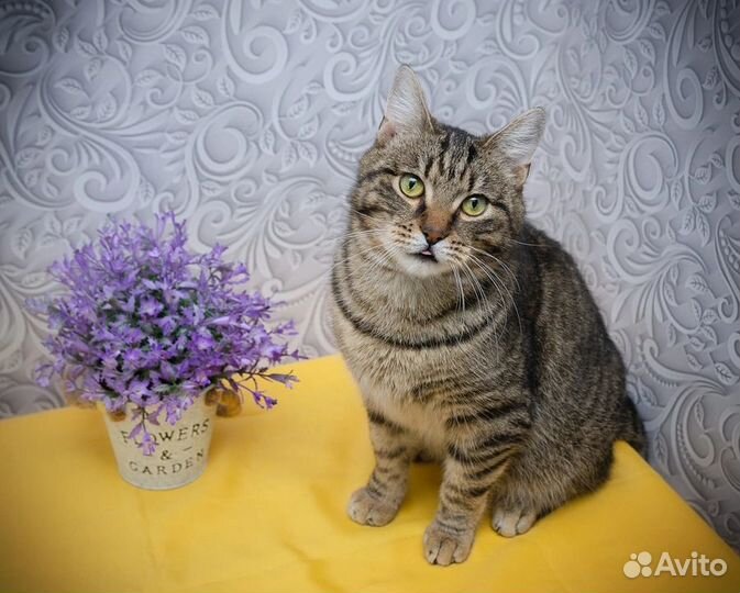 Милый котик Шпротик ищет семью