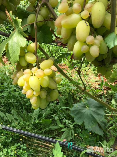 Виноград