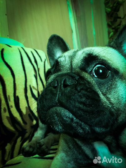 Зоогостиница, передержка животных