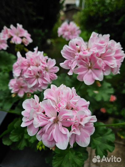 Пеларгония герань Saga