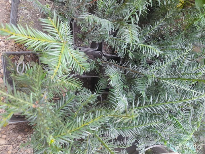 Тис ягодный