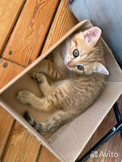 Котята золотая шиншилла